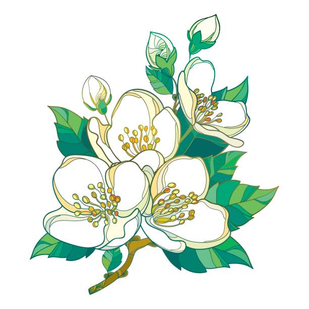 Sampaguita Drawing | Free download on ClipArtMag