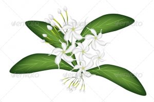 300x200 Sampaguita Flower Clipart Clipart Station