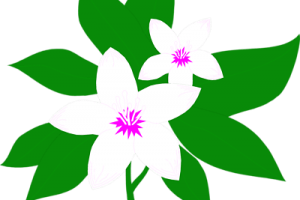 300x200 Sampaguita Flowers Icon Clipart Portal