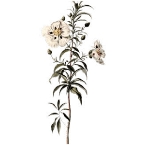 300x300 Bougainvillea Drawing Flower Transparent Png Clipart Free