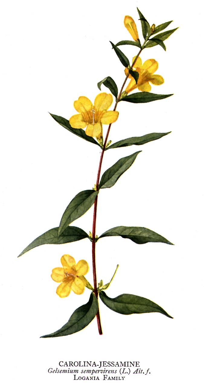 675x1294 Carolina Jessamine Nature Flower Tattoos, Jasmine Flower