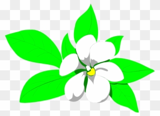 320x231 Sampaguita Flower Clipart Png Transparent Png