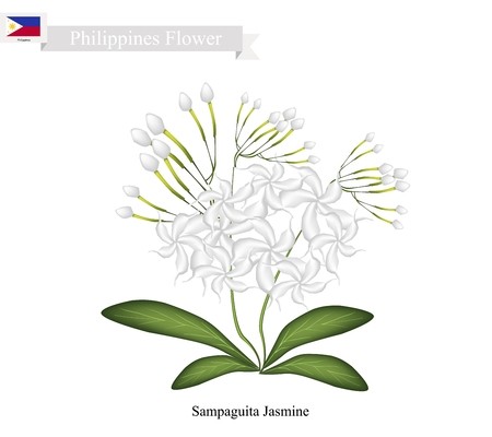 450x400 Vector Of Philippines Flower