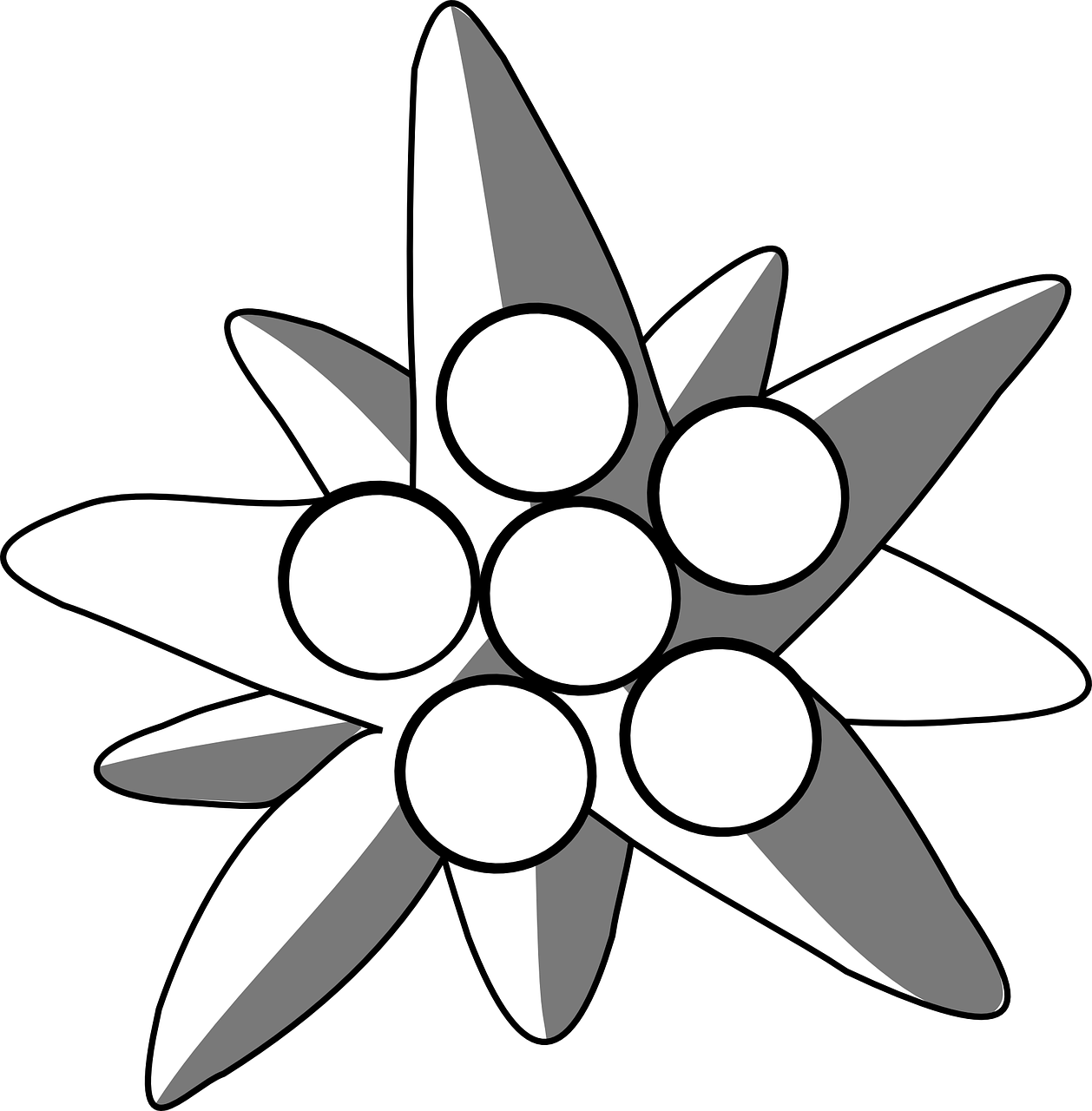 1258x1280 Edelweiss Drawing Alpine Flower Huge Freebie! Download