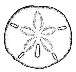 265x253 If I Ever Got A Tattoo, I Would Get A Tiny Sand Dollar Somewhere