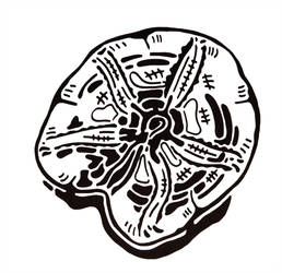 258x250 Sand Dollar Fossil