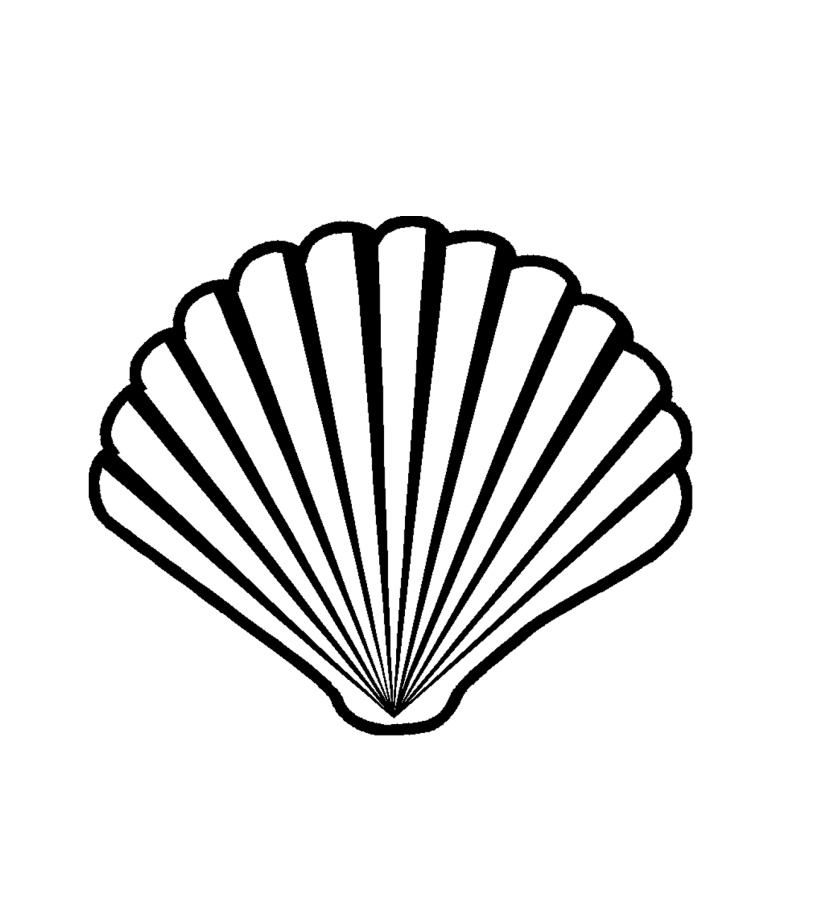 830x905 Sand Dollar Scallop Shell Clip Art