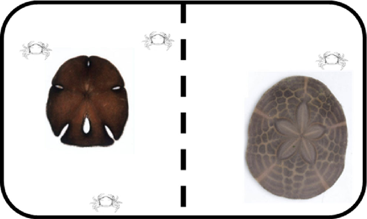 714x426 Schematic Drawing Of The Experimental Tray For The Host Selection