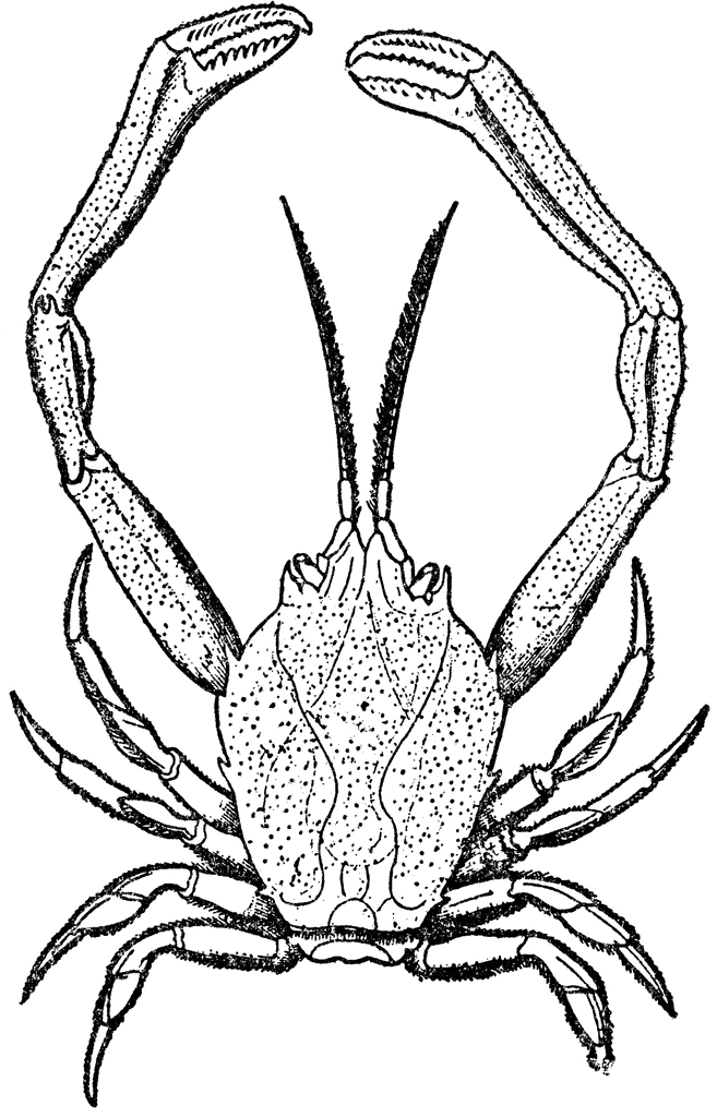 657x1024 Crab Drawing Sand Crab For Free Download