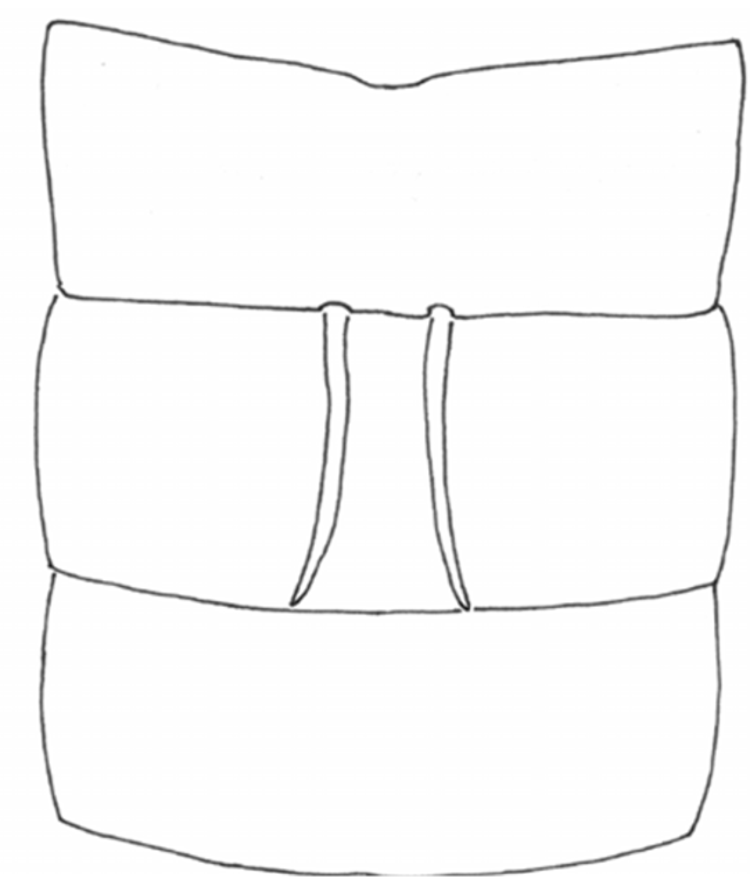 750x878 Figure In A New Species Of Sun Spider From Sand Dunes