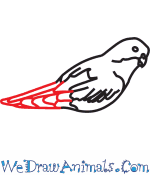 300x350 How To Draw A Princess Parrot