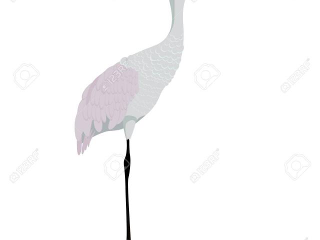 640x480 free sandhill crane clipart, download free clip art