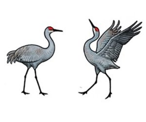 300x250 Rare Earth Gallery Crane