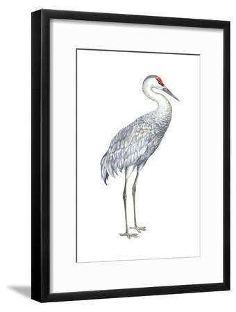 340x450 sandhill crane