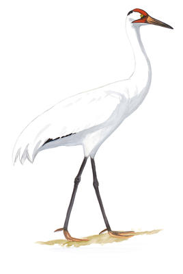 Sandhill Crane Drawing | Free download on ClipArtMag