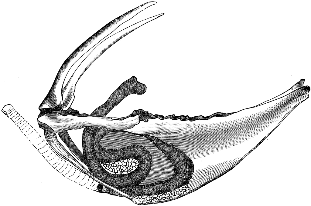 1024x680 sandhill crane windpipe clipart etc