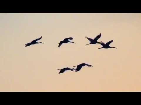 480x360 sandhill cranes