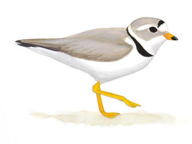 640x480 Free Sandpiper Clipart, Download Free Clip Art