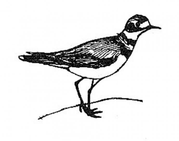 689x544 Free Picture Killdeer, Bird, Line, Art, Drawing, Charadrius Vociferus