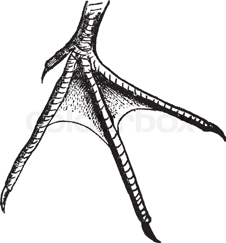 744x800 Half Webbed Foot Of A Sandpiper Where Usually Farther Between