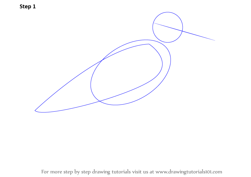 842x596 Learn How To Draw A Common Sandpiper