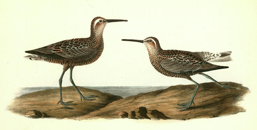 900x456 Long Legged Sandpiper Drawing