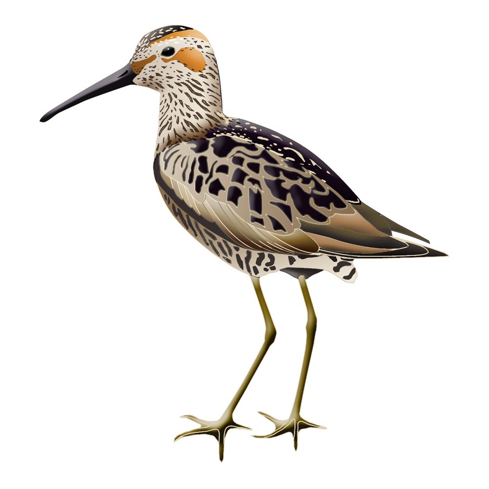 1000x1000 Related Image All About The Birds Illustration, Bird, Fine Art