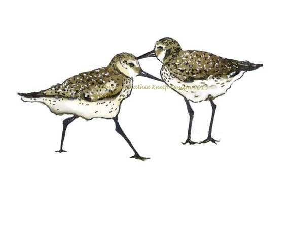570x455 Sandpipers Beach Shore Birds Pen And Ink Drawing Watercolor Etsy