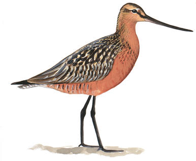 386x317 Terek Sandpiper Audubon Field Guide