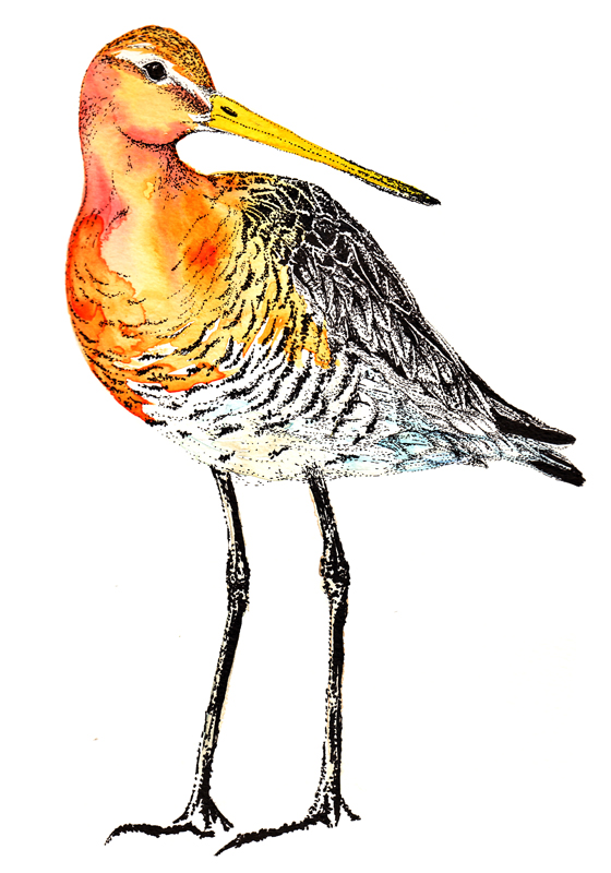 560x800 wading bird drawings