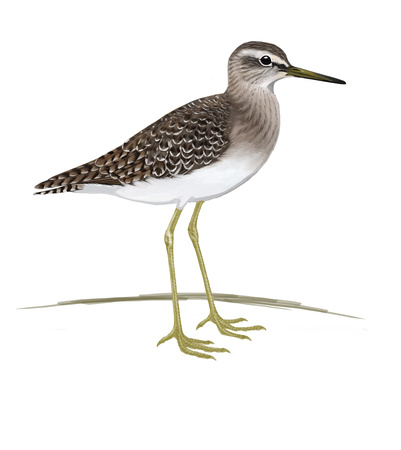 401x450 Zenfolio Alpinebirding Bird Drawing