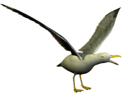 260x200 Drawing, Illustration, Graphics, Illustrator, Bird, Wing, Wildlife