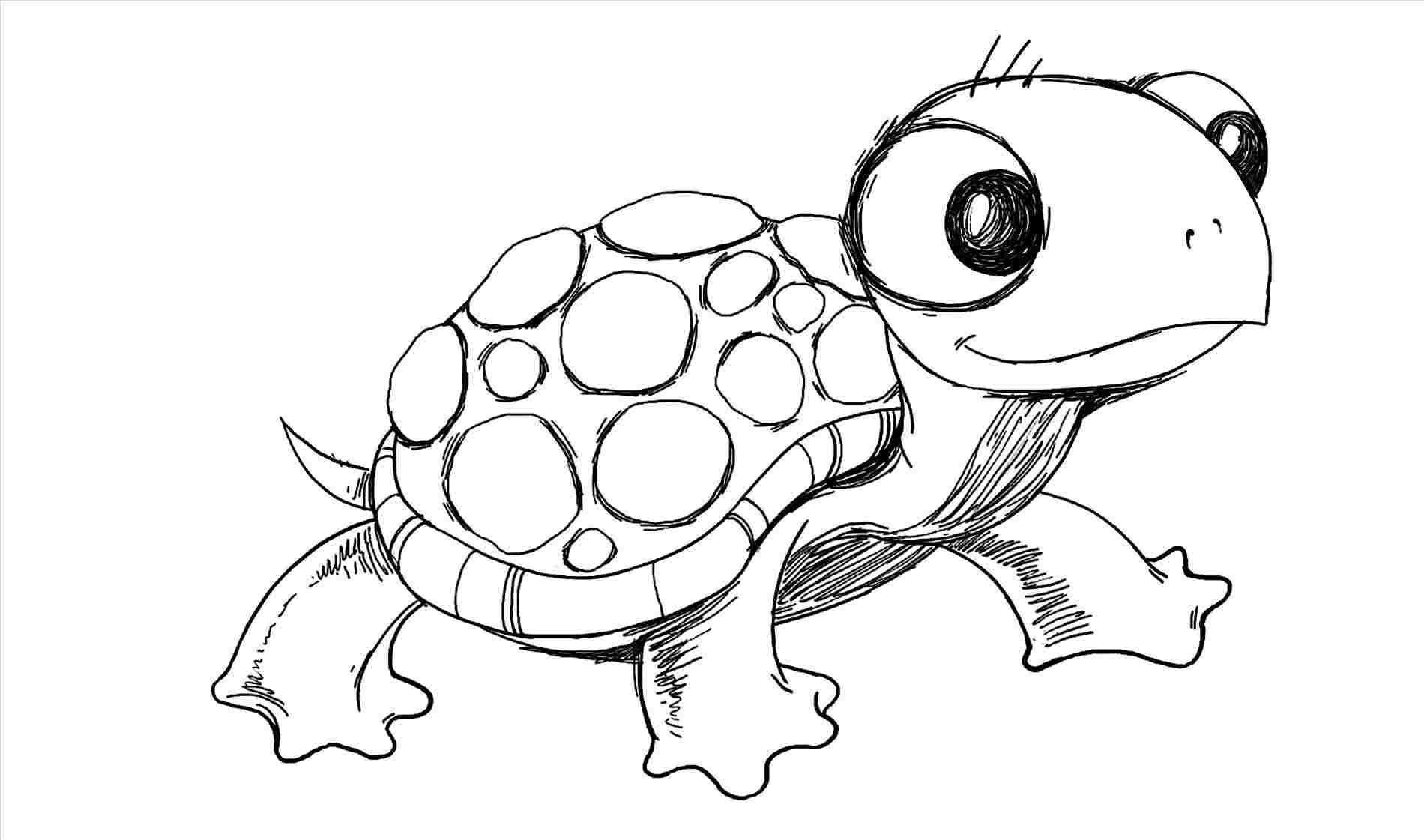 1900x1121 Realistic Turtle Pencil Drawing