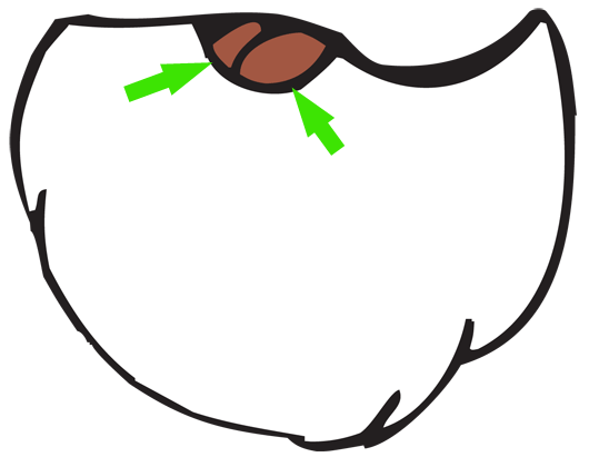 530x411 Santa Claus Drawing For Kids Step