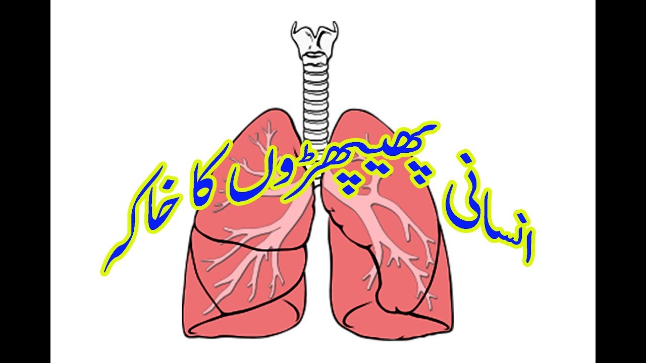 1280x720 Military Dog Tag Drawing