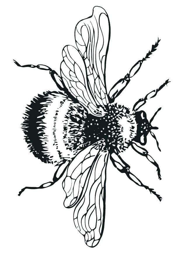 620x875 bumblebee drawings bumblebee search clip art illustration murals