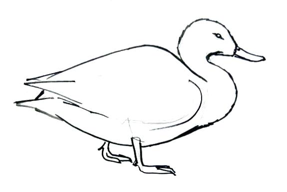 575x386 Draw Duck How To Draw Duck Draw Duck Feet Nip
