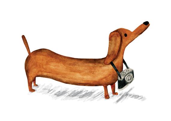 570x404 Sausage Dog With A Camera Print Etsy