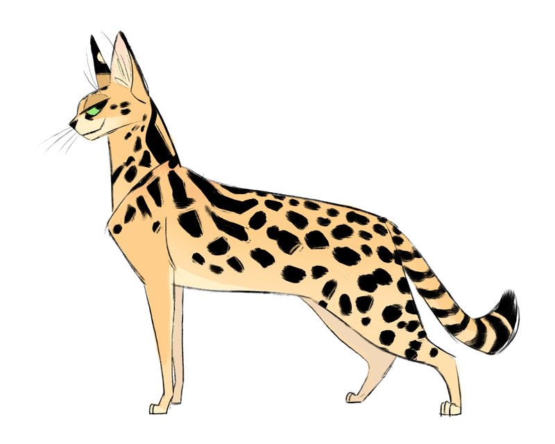 800x640 daily cat drawings savannah cat artphoto character