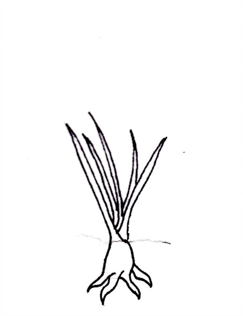 784x1019 Saw Blade Grass