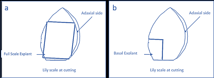 748x275 Schematic Drawing Of Explants Cut From Lily Scales A Full Scale
