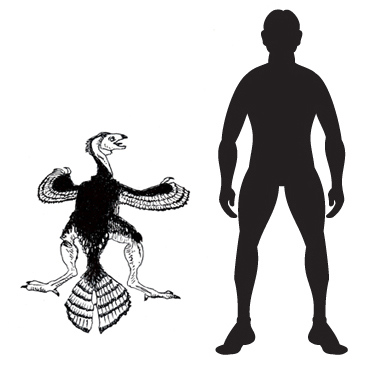 375x387 A Scale Drawing Of Caudipteryx