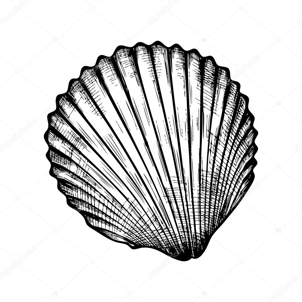 Scallop Drawing