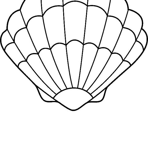 600x600 How To Draw A Seashell How To Draw Sea Shells Seashell Drawing