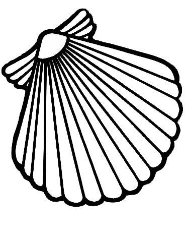 370x478 Scallop Shell Design
