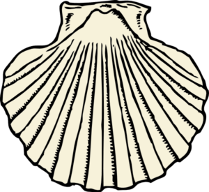 Scallop Drawing | Free download on ClipArtMag