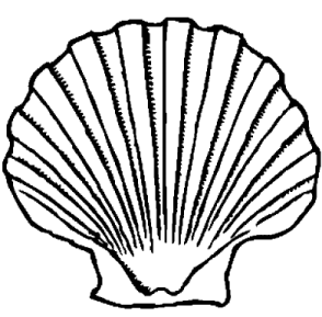 294x289 scallop shell template crafting shell drawing, scallop shells