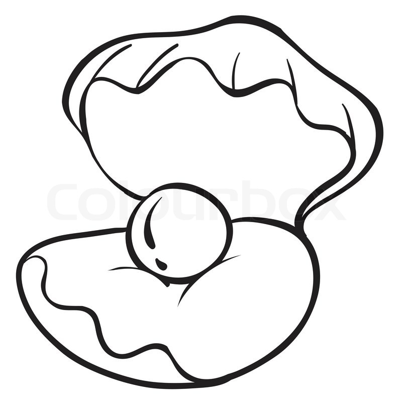 800x800 Pearls Drawing Scallop Shell For Free Download