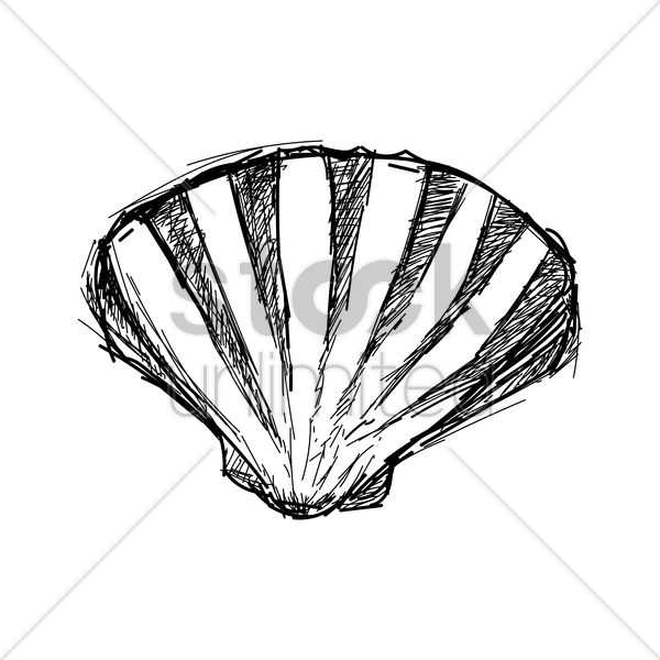 600x600 Scallop Seashell Vector Image