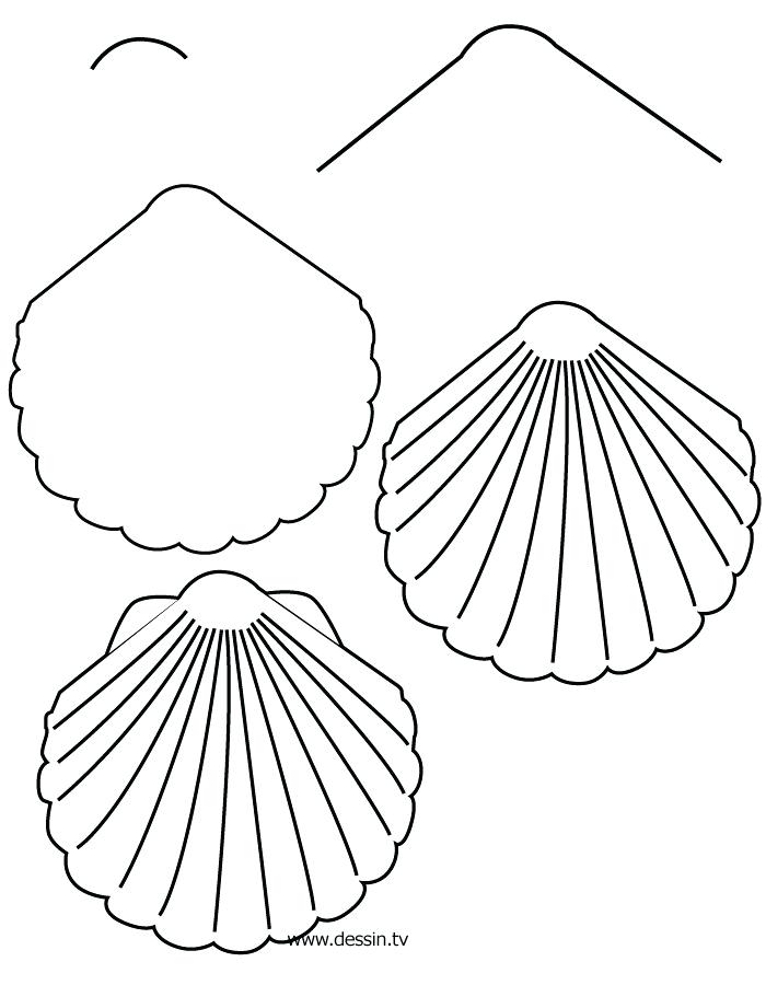 700x900 Seashell Drawing Seashell Drawing Easy Hoteles